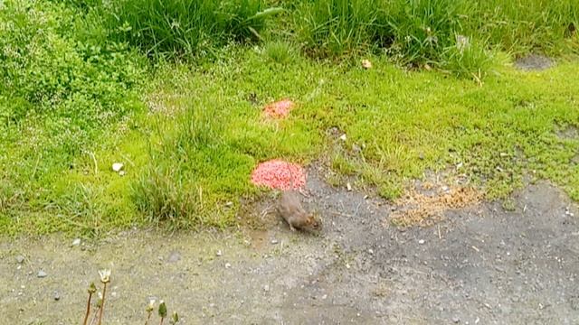 Для чего Нужно кормить крыс в одном месте! Как правильно пррикормить крыс! Травление крыс на улице! смотреть онлайн