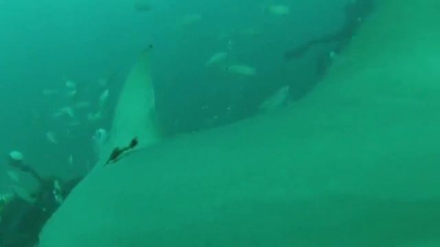 Lemon Shark Facts: the YELLOW SHARK | Animal Fact Files смотреть онлайн