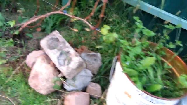 ??Октябрьские грозди винограда / Поможем лозе вызреть / Вызревание лозы винограда / Виноград смотреть онлайн