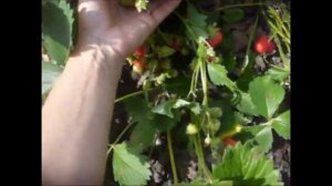 " Геркулес "  очень урожайный и вкусный сорт клубники.