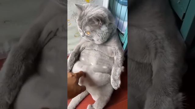 Это не пузо, а комок нервов🐈🐱 смотреть онлайн