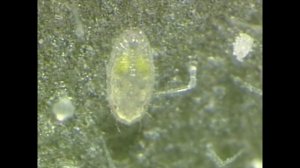 ЦИКЛ РАЗМНОЖЕНИЯ ТЕПЛИЧНОЙ БЕЛОКРЫЛКИ