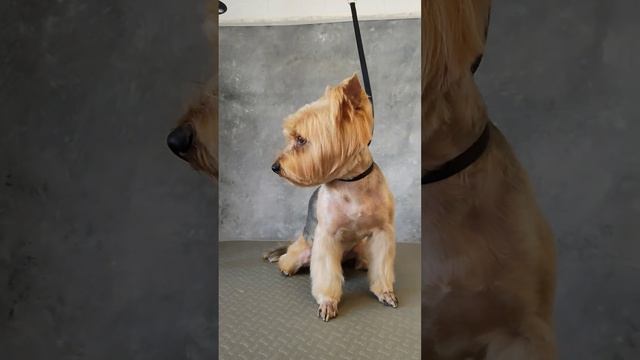 Стрижка Йорка. Санкт-Петербург, Озерки. запись по тел.+7-921-095-63-33 #йорк #стрижкайорка смотреть онлайн