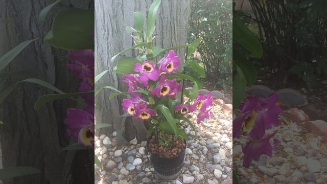 2nd Dendrobium Nobile Red Emperor Prince Mature Plant