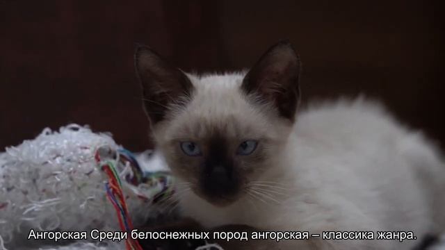 Топ-5 белых кошек смотреть онлайн