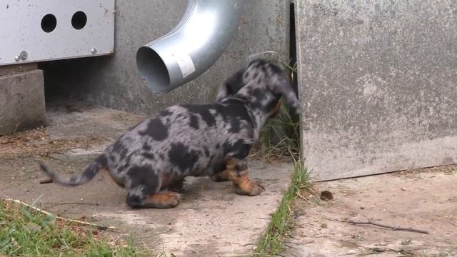 Dachshund wire-haired caninchen.Жёстко-шерстные таксы кроличьи и мини. Помёт Р, возраст 2 месяца. смотреть онлайн