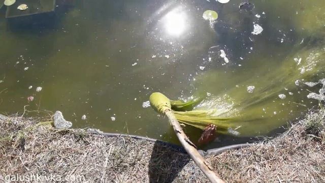 Как достичь прозрачности воды в декоративном водоеме смотреть онлайн