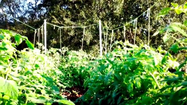 Roma Tomatoes grown on a Solar Powered Aquaponics System смотреть онлайн