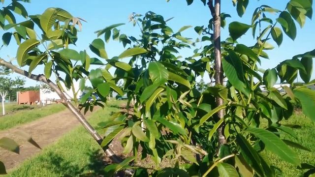 Не упустите момент. последняя предупреждающая обработка Грецкого ореха от бактериоза и антракноза. смотреть онлайн