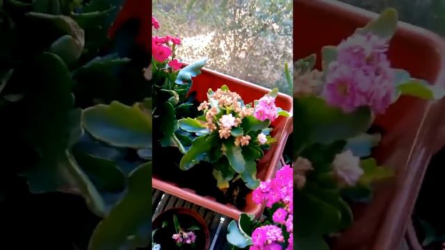 173# kalanchoe flowers blooming in garden смотреть онлайн
