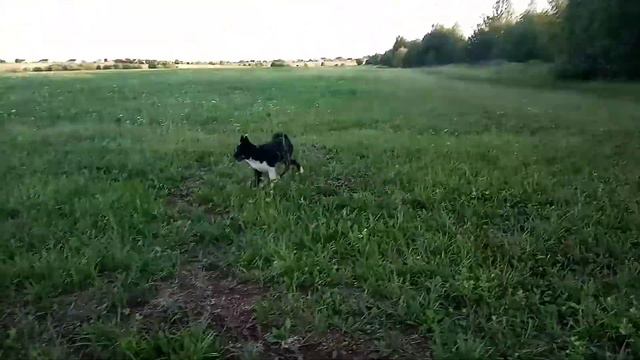 Щенки русско-европейской лайки 1 (Кондратьев Игорь Адольфович, Пермь) смотреть онлайн