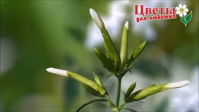 Ускоренная сьемка вессны. смотреть онлайн