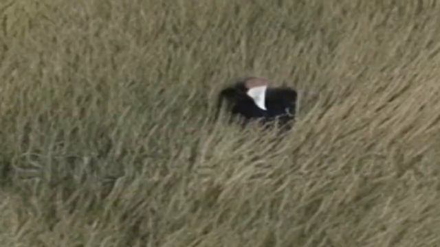 [AI] steve jobs hugging grass in the road смотреть онлайн