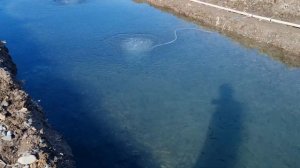 выращивание форели на грунтовой воде