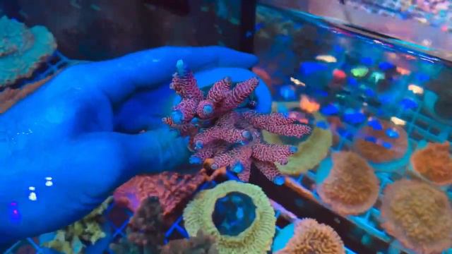 REx Double Bright. Интернет магазин REEF EXCLUSIVE смотреть онлайн