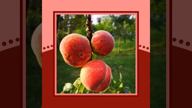 ПЕРСИКИ в Воронежской области Россошь смотреть онлайн