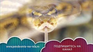 СОННИК - К чему снятся ЗМЕИ?