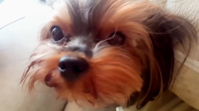 Живодёрки из Хабаровска. Ответ любителям животных смотреть онлайн