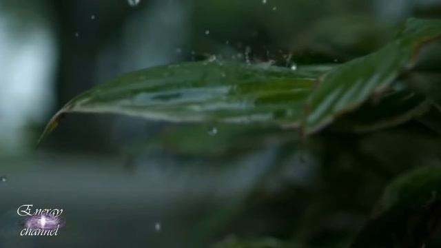 Как стать Золотым драконом осеннего равноденствия смотреть онлайн