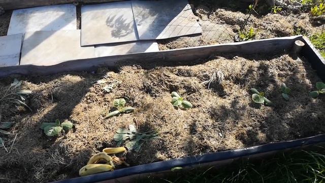 Сад и город в начале июня. смотреть онлайн