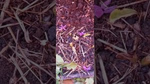 посадка многолетних флоксов из своих собранных семян.22г.