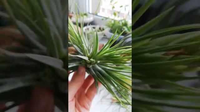 Срок жизни тилландсии смотреть онлайн