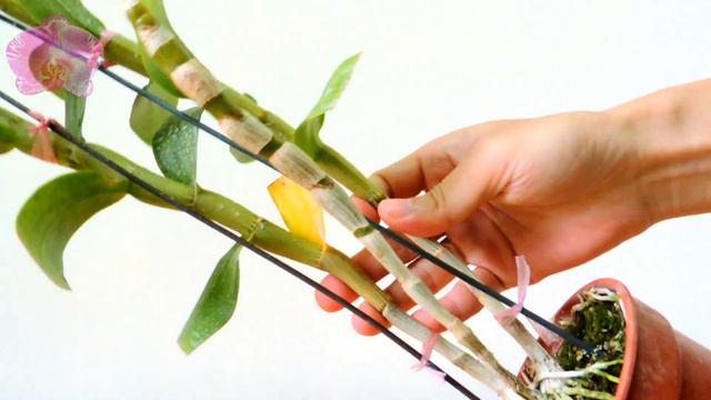 Nobile Type Dendrobium Orchid Repotting Update смотреть онлайн