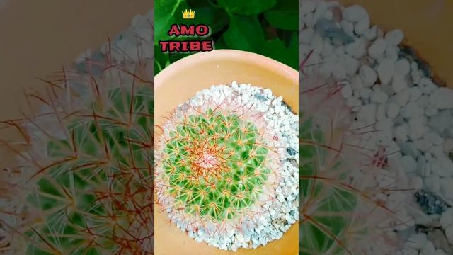 #Shorts #Mammillaria RHODANTHA смотреть онлайн