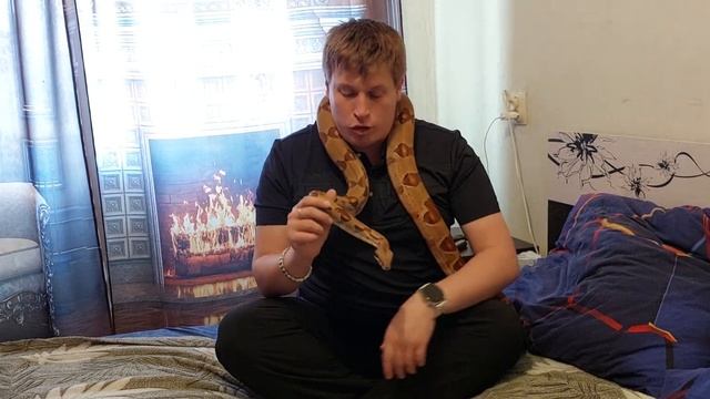 Плюсы и минусы террариумистики. (Плюсов больше). смотреть онлайн