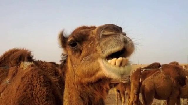 Верблюды смотреть онлайн