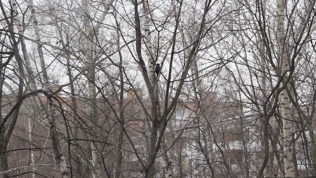 скворец или дятел ))) смотреть онлайн