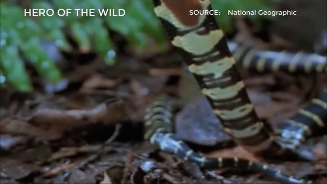 TOP SNAKE EATING SNAKE MOMENTS || King Cobra, Rattlesnake VS ... смотреть онлайн