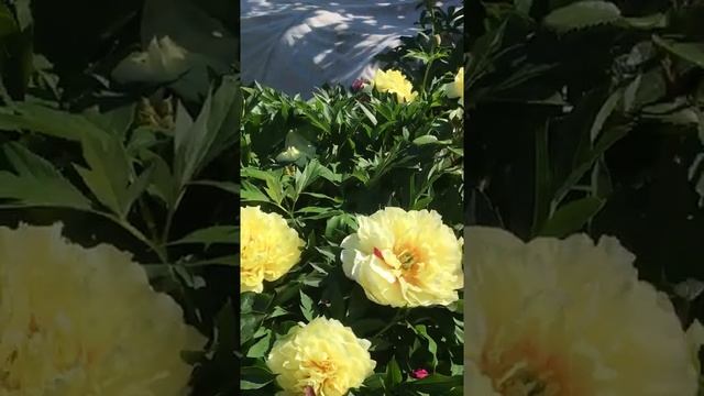 Пион Бартзелла Paeonia 'Bartzella' и пион Соланж SOLANGE  20.06.2021