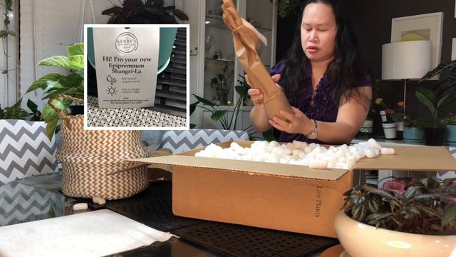 Unboxing Monstera Peru, Epipremnum Shangrilla and Jade Hoya смотреть онлайн