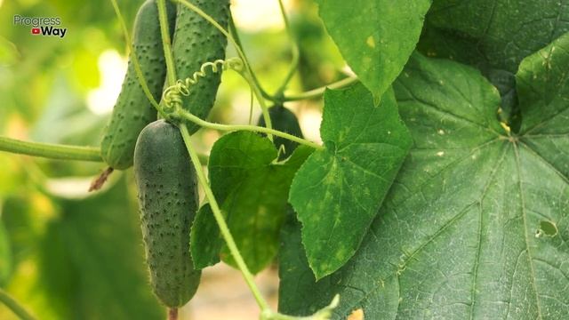 ОГУРЦЫ ТОЛЬКО ОТ ЭТОГО НАРАСТАЮТ ПУЧКАМИ НЕЗАВИСИМО ОТ СОРТА ОГУРЦОВ смотреть онлайн