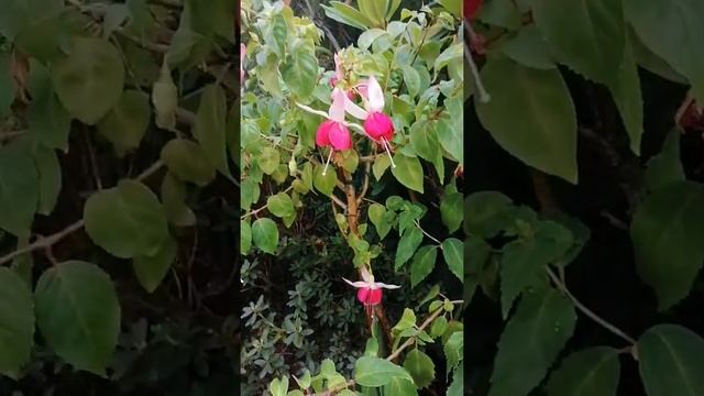 Fuchsie Veenlust, Fuchsia, фуксия виинлюст, фуксия особая смотреть онлайн
