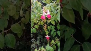 Fuchsie Veenlust, Fuchsia, фуксия виинлюст, фуксия особая