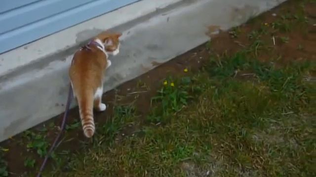 Cat on walk / кот на прогулке смотреть онлайн