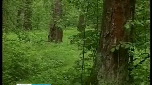 Смоленские ели опутал шелкопряд монашенка смотреть онлайн