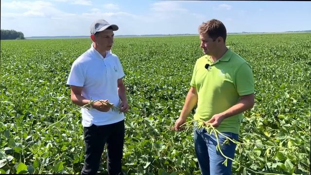 СОЯ легла! Ждём когда даст! смотреть онлайн