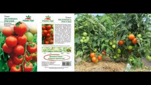 Обзор сорта помидора томата "Яблонька России" (характеристики, свойства, фото)