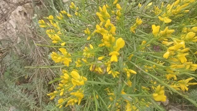 Дрок Лидийский. Растение для южного сада. смотреть онлайн