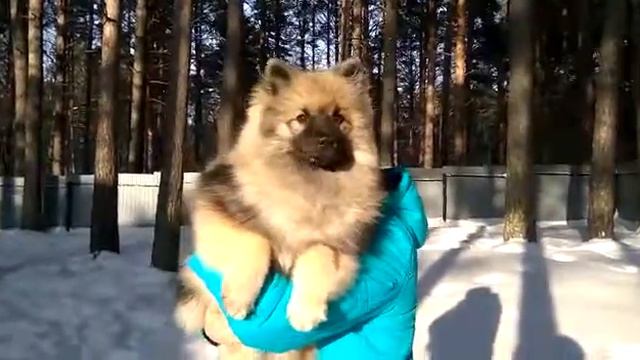 Щенок кеесхонда (немецкого вольфшпица) для продажи смотреть онлайн