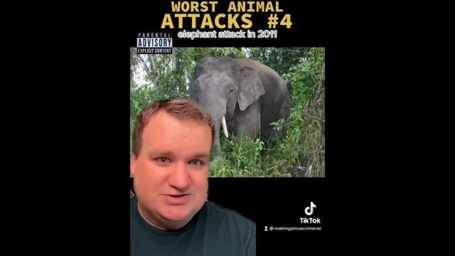 Animal Attacks and Unusual Deaths! TikTok Compilation from makingatruecrimerer смотреть онлайн