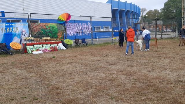 Бугай Алабай. Чон Таш и Эрлен на выставке. судит Бегма Инна. 17 сентября 2022 смотреть онлайн