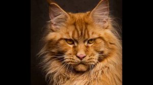 Мейкуны --строгие коты