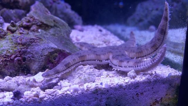 знакомство с жителями морского аквариума - морская звезда обычная смотреть онлайн