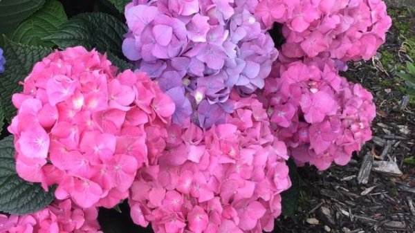 Hydrangea Macrophylla "Let's Dance, Blue Jangles" - In Blooms - July 17
