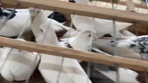 Выставка-ярмарка  голубей в Дагестане п.Манас. #Голуби #Махачкала #Дагестан #pigeons #ГолубиДагеста