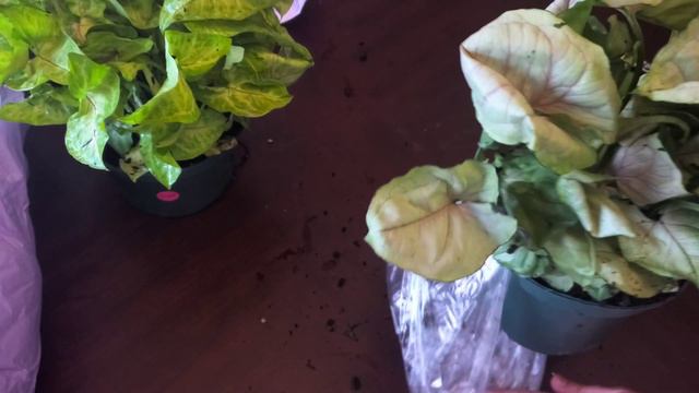 Plants Unboxing!!! Plant Mail!!!